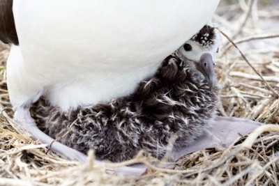 Cria de Albatroz-laysan (Phoebastria immutabilis). Autor: