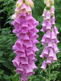 Digitalis purpurea - dedaleira
