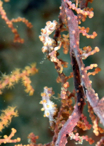 Hippocampus bargibanti. Esta espécie de cavalo-marinho-anão varia a sua cor dependendo do coral gorgiano que habita. Autor: Jens Petersen
