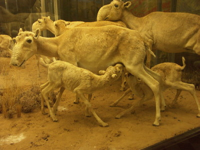 Saiga progenitores crias