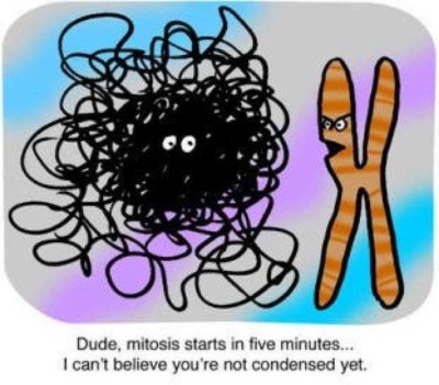 mitosis condensed chromossome