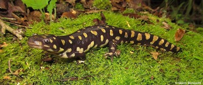 Salamandra-tigre