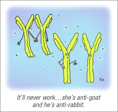 antibody