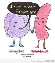 t cell e. coli