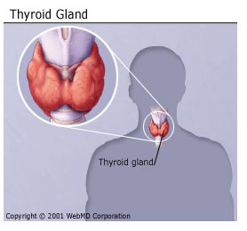 Tiróide. Imagem de WebMD.