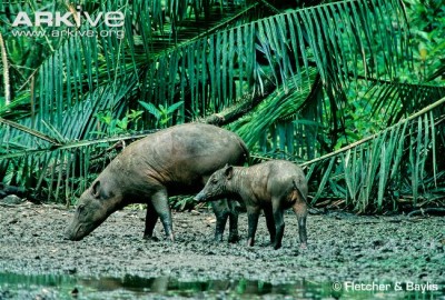 Babirusa adulto fêmea com uma cria. Fonte:
