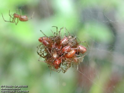 Outro insecto capturado por estas aranhas.