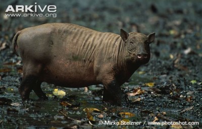 Babirusa-de-sulawesi fêmea. Fonte:
