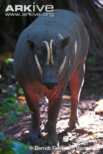 Babirusa