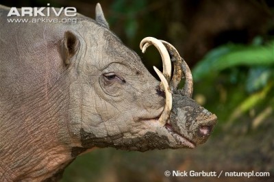 Babirusa-de-sulawesi macho. Fonte: Nick Garbutt