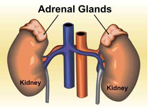 Localização das glândulas supra-renais. Retirado de Penn Medicine.