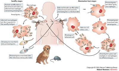 Ciclo de vida de Leishmania. Imagem de Lipoldová & Demant (7)