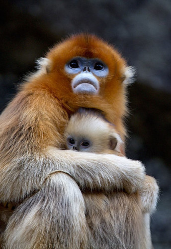 Uma macaco-dourado fêmea com a sua cria. Autor: Giovanni Mari