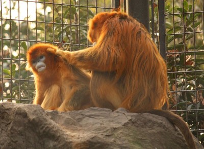 Um macaco-dourado adulto macho com uma fêmea. Como se pode observar há um claro dimorfismo sexual entre ambos. Autor: J. Patrick Fischer