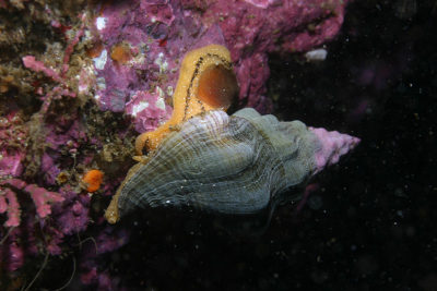 kelletia kelletii