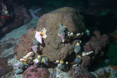 Várias fêmeas a depositarem os seus ovos. Autor: Chad King / NOAA MBNMS
