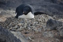 Pinguim Adélie no seu ninho