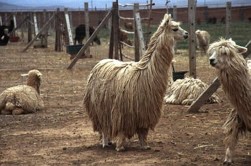 Alpaca da raça Suri. Note-se a diferença do pêlo comparativamente à raça Huacaya. | Cortesia do Dr. Bradford B. Smith e da Drª. Karen I. Timm.