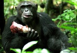 Chimpanzé do Parque Nacional de Taï segurando num bocado de carne