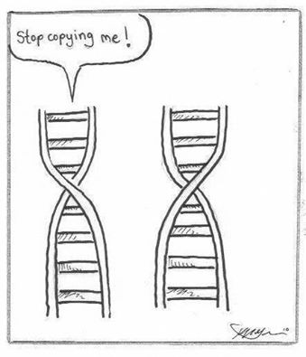 dna copying