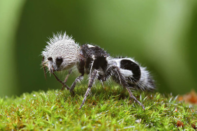 A formiga panda é na realidade uma vespa fêmea sem asas. Fonte: Photomonde.fr