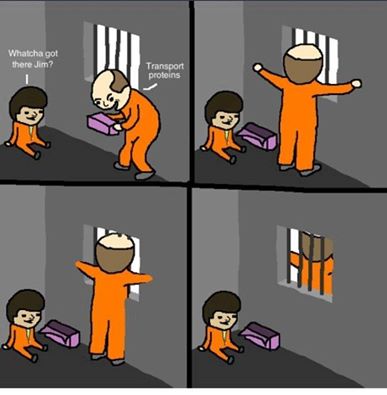 transport proteins