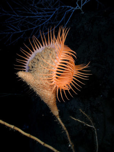 Anêmona-do-mar