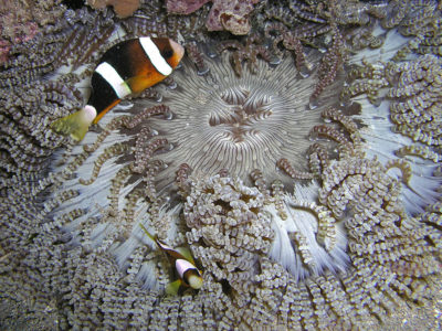 Um indivíduo da espécie de anémona do mar Heteractis aurora. Autor: Nick Hobgood.