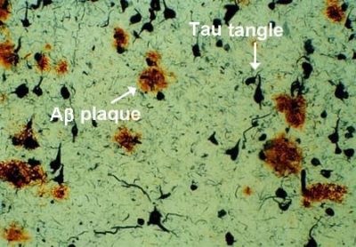 histologia