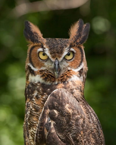 Mocho-orelhudo-comum (B. v. virginianus). Autor: Greg Hume.