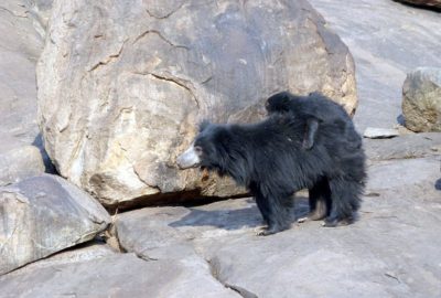 O urso-preguiça é a única espécie de urso que carrega as suas crias nas costas. Autor: