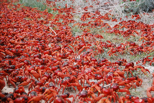 Caranguejo-vermelho
