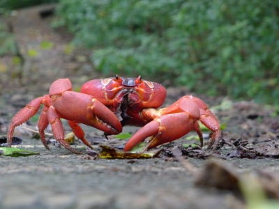 Canaguejo-vermelho a alimentar-se de folhas. Autor: John Tann.