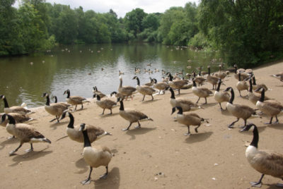 Gansos a passear pelo Heaton Park. Autor: Stephen McKay.