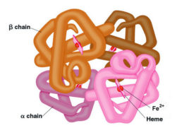 Imagem retirada de The Medical Biochemistry Page