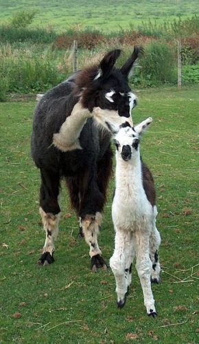Uma lama fêmea com a sua cria. Autor: Rick Boesen.