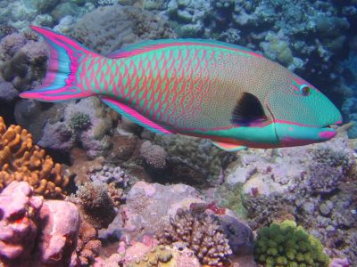 Um peixe-papgaio-bicolor macho com cores bem berrantes(Cetoscarus bicolor). Autor: Richard Ling