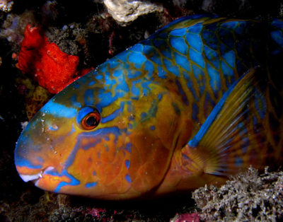 Peixe-papagaio a dormir. Autor: Nhobgood.