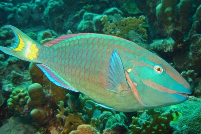 Peixe-papagaio