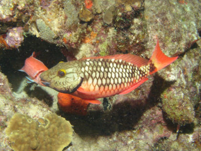 Peixe-papagaio-stoplight (Sparisoma viride), na sua fase inicia. Autor: Adona9