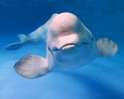As belugas possuem uma testas saliente e arredondada. Fonte: Wikipedia.