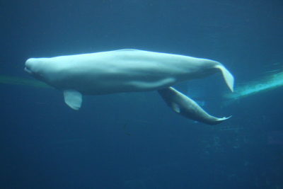 Uma beluga fêmea e a sua cria. Autora: Iwona Kellie. 