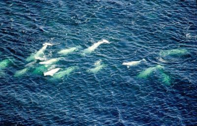 Uma manada de belugas. Autor: Ansgar Walk.