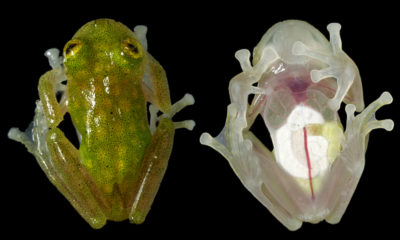 Rã-de-vidro da espécie Hyalinobatrachium taylori. Autor: