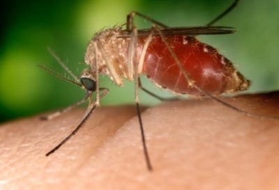 Mosquito fêmea da espécie Culex quinquefasciatus, a alimentar-se de um humano, Autor: Jim Gathany.