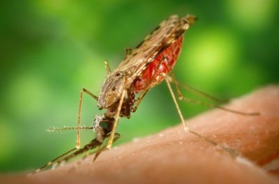 Mosquito fêmea da espécie Anopheles albimanus, vector da malária. Autor: James Gathany.
