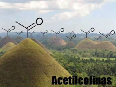 acetilcolinas