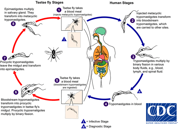 Ciclo de vida de T. brucei. Imagem retirada de CDC