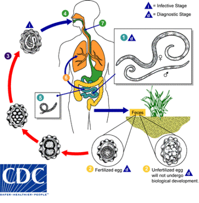 Ciclo de vida de A. lumbricoides. Imagem retirada de CDC.