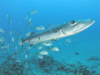 Barracuda-gigante na costa nas Antilhas Holandesas. Autor: Clark Anderson/Aquaimages.